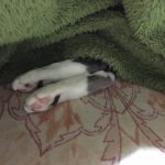 腹が痛い😿