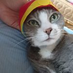 風邪をひいたら・・・