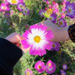 🌷秋桜🌷